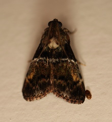 Orthaga atribasalis