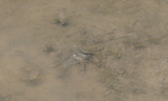 Planiliza subviridis