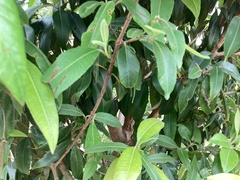 Backhousia citriodora