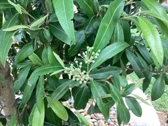 Backhousia citriodora