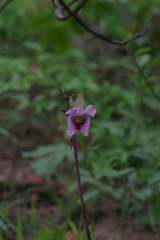 Eulophia cucullata image