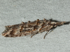 Carposina hyperlopha