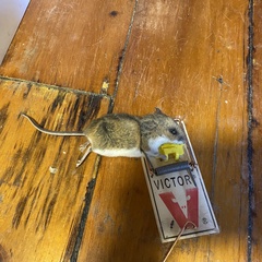 Peromyscus maniculatus