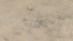 Planiliza subviridis