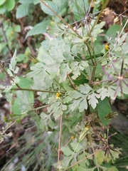 Bidens frondosa