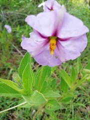 Lycianthes moziniana