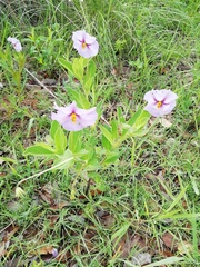 Lycianthes moziniana