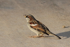 Passer domesticus