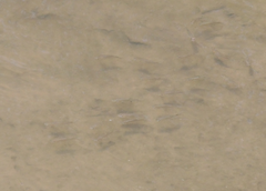 Planiliza subviridis