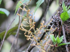 Muehlenbeckia tamnifolia