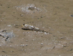 Periophthalmus argentilineatus