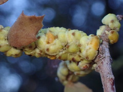 Cerococcus quercus