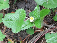 Fragaria vesca