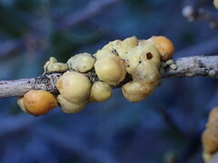 Cerococcus quercus