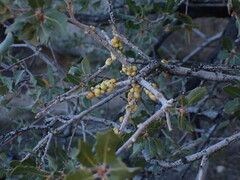 Cerococcus quercus