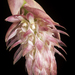 Bulbophyllum hamelinii - Photo (c) sunoochi, some rights reserved (CC BY)