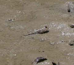 Periophthalmus argentilineatus