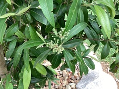 Backhousia citriodora