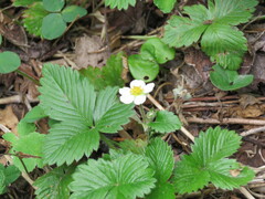 Fragaria vesca