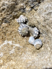 Nodilittorina pyramidalis