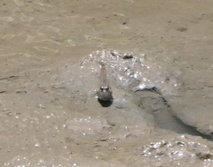 Periophthalmus argentilineatus