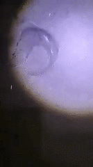 Pseudobatos planiceps