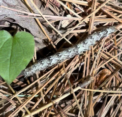 Parallelia bistriaris