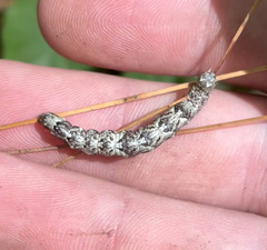 Parallelia bistriaris