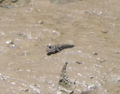 Periophthalmus argentilineatus