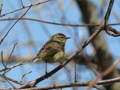 Setophaga palmarum hypochrysea