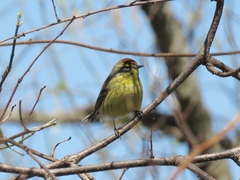 Setophaga palmarum hypochrysea