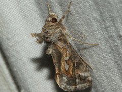 Chrysodeixis argentifera