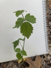 Rubus occidentalis