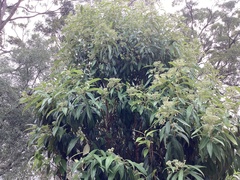 Backhousia citriodora