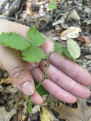 Rubus occidentalis