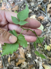 Rubus occidentalis