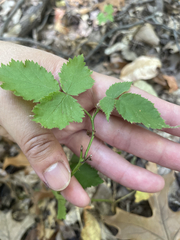 Rubus occidentalis