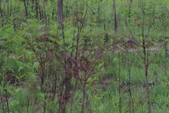 Pteridium centrali-africanum