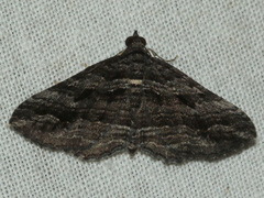 Chrysolarentia severata