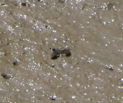 Periophthalmus argentilineatus