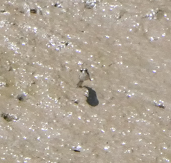 Periophthalmus argentilineatus