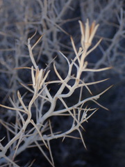 Tetradymia stenolepis