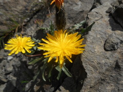 Scorzoneroides montana