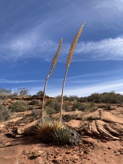 Agave utahensis