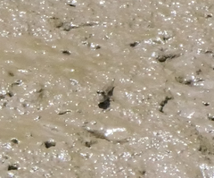 Periophthalmus argentilineatus