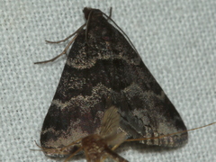 Dichromodes ainaria