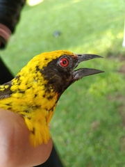 Ploceus cucullatus spilonotus