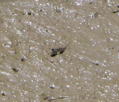 Periophthalmus argentilineatus