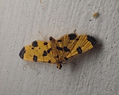 Nacoleia insolitalis