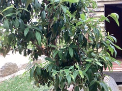 Backhousia citriodora